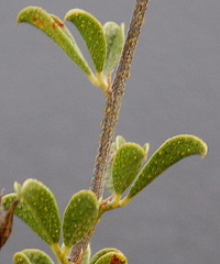 Psoralea hamata