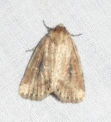 Photedes panatela