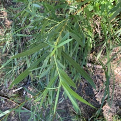 Salix