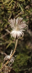 Pseudoscabiosa saxatilis