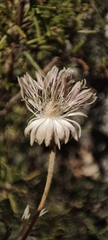 Pseudoscabiosa saxatilis