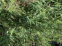 Salix