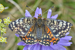 Melitaea interrupta