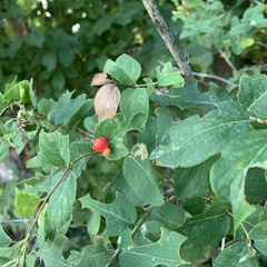 Lonicera