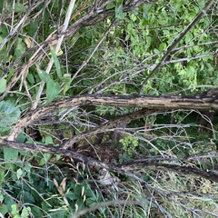 Lonicera