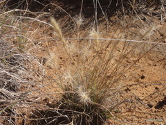 Aristida congesta congesta