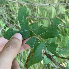 Lonicera
