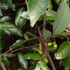 Monanthotaxis caffra