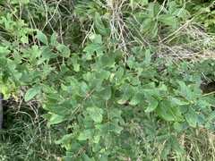 Lonicera