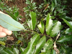 Monanthotaxis caffra