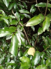 Monanthotaxis caffra