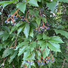 Parthenocissus