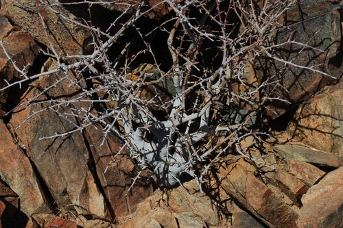 Commiphora namaensis