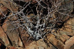 Commiphora namaensis