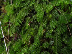 Hymenophyllum capense