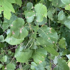 Populus