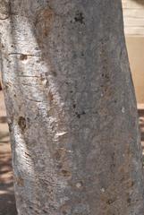 Kigelia africana africana