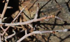 Commiphora namaensis