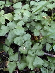 Waldsteinia ternata