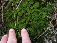 Hymenophyllum capense