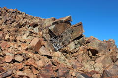 Commiphora namaensis