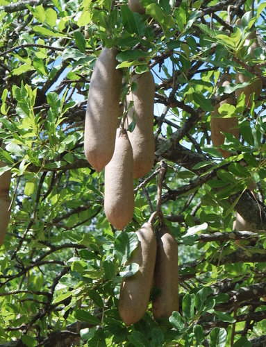 Sausage tree