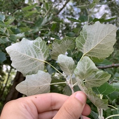 Populus