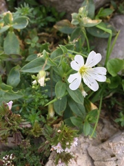 Cerastium latifolium