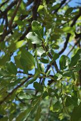 Kigelia africana africana