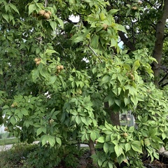 Aesculus