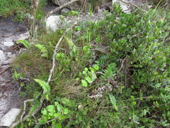 Blechnum punctulatum punctulatum