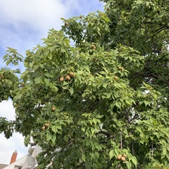 Aesculus
