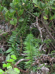 Blechnum punctulatum punctulatum