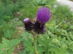 Cirsium alsophilum