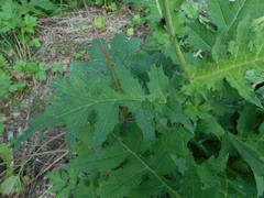 Cirsium alsophilum