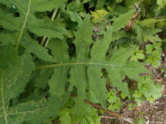 Cirsium alsophilum