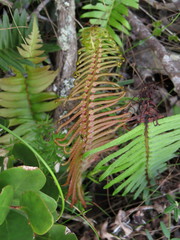 Blechnum punctulatum punctulatum
