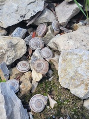 Oreohelix strigosa