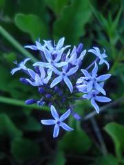 Pentanisia prunelloides