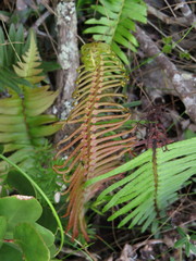 Blechnum punctulatum punctulatum