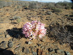 Brunsvigia bosmaniae
