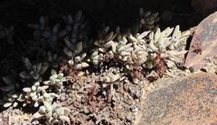 Crassula garibina
