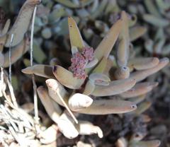 Crassula garibina