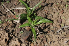 Cyanella