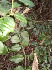 Carissa bispinosa