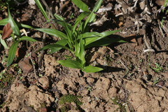 Cyanella