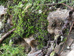 Hymenophyllum capense