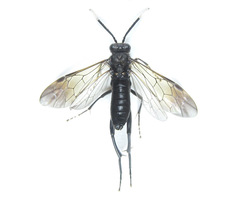 Macrophya infumata