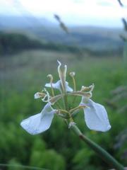 Moraea brevistyla