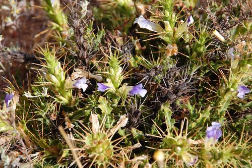 Naked Spikeviolet (Acanthopsis carduifolia)
